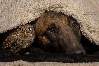     . 

:	ingo-else-dog-owl-friendship-tanja-brandt-10.jpg 
:	545 
:	149.5  
ID:	18955