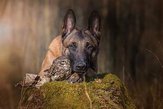     . 

:	ingo-else-dog-owl-friendship-tanja-brandt-2.jpg 
:	531 
:	103.7  
ID:	18957
