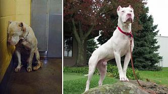    . 

:	happy-dogs-before-after-adoption-79-5a9544efa99c9__880.jpg 
:	430 
:	93.1  
ID:	32633