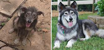     . 

:	happy-dogs-before-after-adoption-33-5a95366e6962d__880.jpg 
:	414 
:	102.1  
ID:	32636
