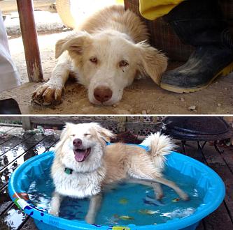     . 

:	happy-dogs-before-after-adoption-39-5a95362c71d62__880.jpg 
:	412 
:	150.0  
ID:	32638