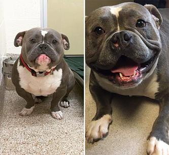     . 

:	happy-dogs-before-after-adoption-1-5a950adac7bf0__880.jpg 
:	363 
:	150.5  
ID:	32640