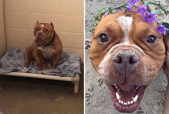     . 

:	happy-dogs-before-after-adoption-43-5a951e57cb9ee__880.jpg 
:	440 
:	122.4  
ID:	32641