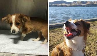     . 

:	happy-dogs-before-after-adoption-47-5a9527c140d44__880.jpg 
:	419 
:	97.9  
ID:	32645